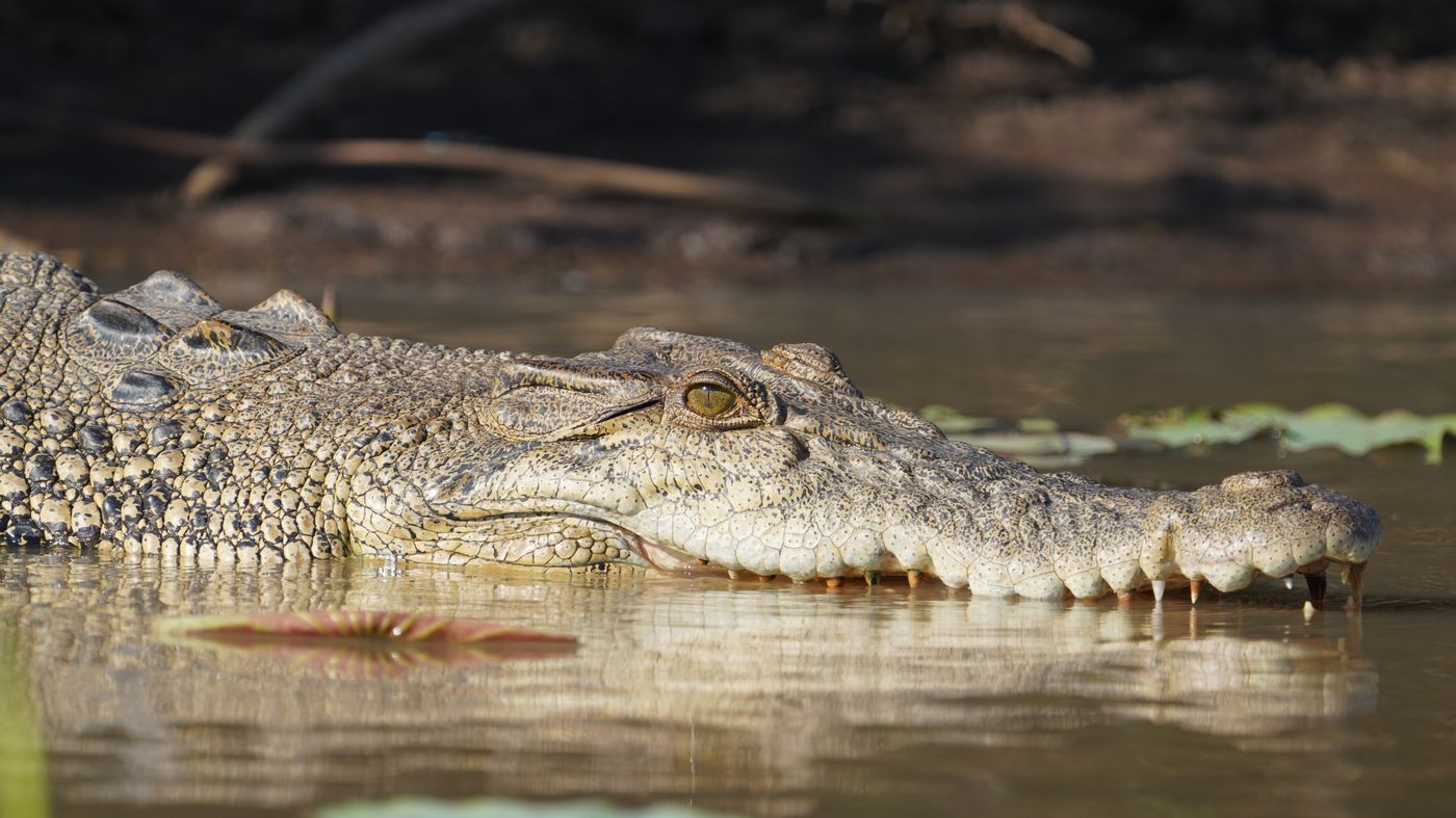 Krokodyl różańcowy (Crocodylus porosus) Saltwater crocodile, fot. Jacek Betleja, wyprawa przyrodnicza do Australii
