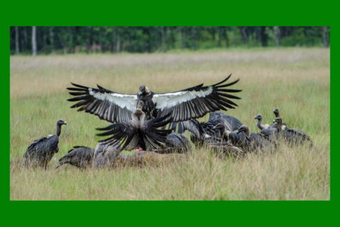Skrzydlata Kambodża, wyprawa przyrodnicza, wyjazd dla miłośników ptaków