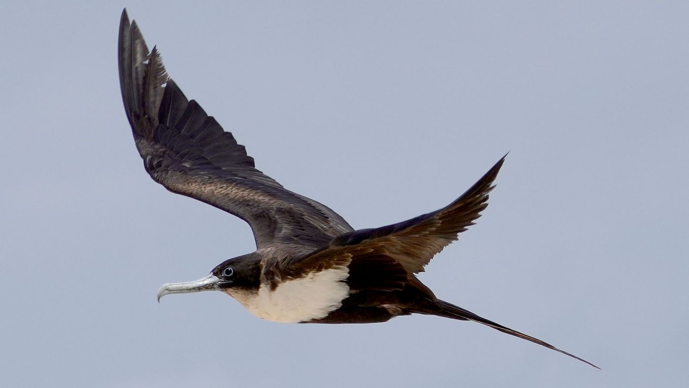 fregata mała (Fregata ariel) Lesser Frigatebird nad Michaelmas Cay, fot. Jacek Betleja, wyprawa przyrodnicza do Australii