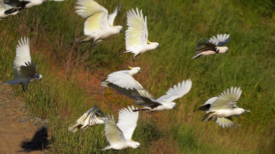 kakadu żółtoczuba (Cacatua galerita) Sulphur-crested Cockatoo, fot. Jacek Betleja, wyprawa przyrodnicza do Australii
