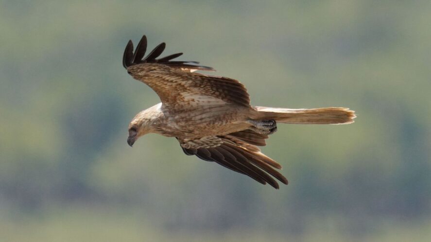 kania złotawa (Haliastur sphenurus) Whistling Kite, fot. Jacek Betleja, wyprawa przyrodnicza do Australii,