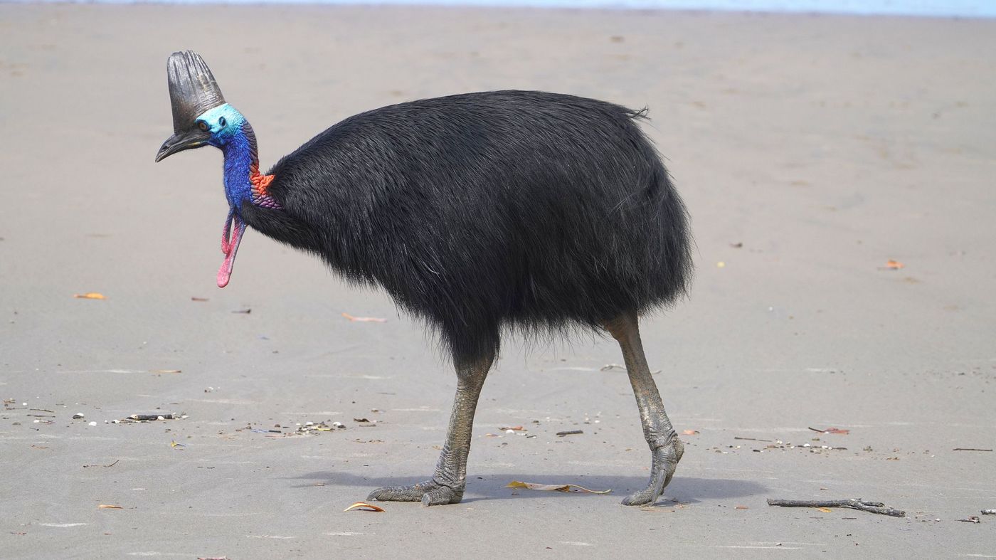 kazuar hełmiasty (Casuarius casuarius) Southern Cassowary na plaży Etty Bay, fot. Jacek Betleja, wyprawa przyrodnicza do Australii