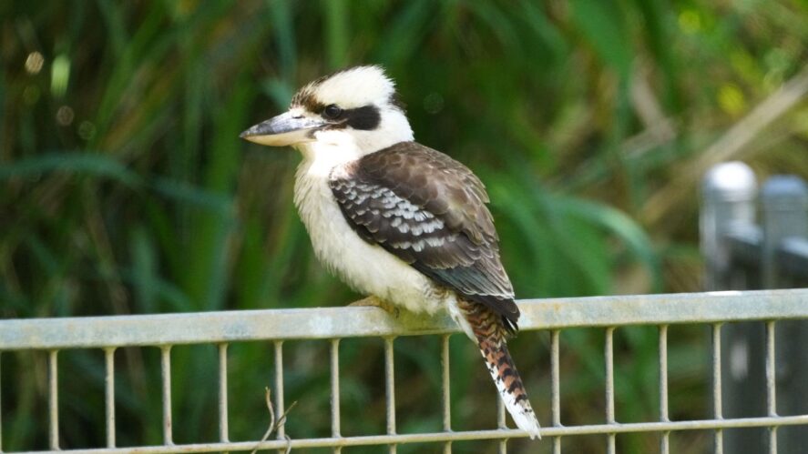 kukabura chichotliwa (Dacelo novaeguineae) Laughing Kookaburra, fot. Jacek Betleja, wyprawa przyrodnicza do Australii