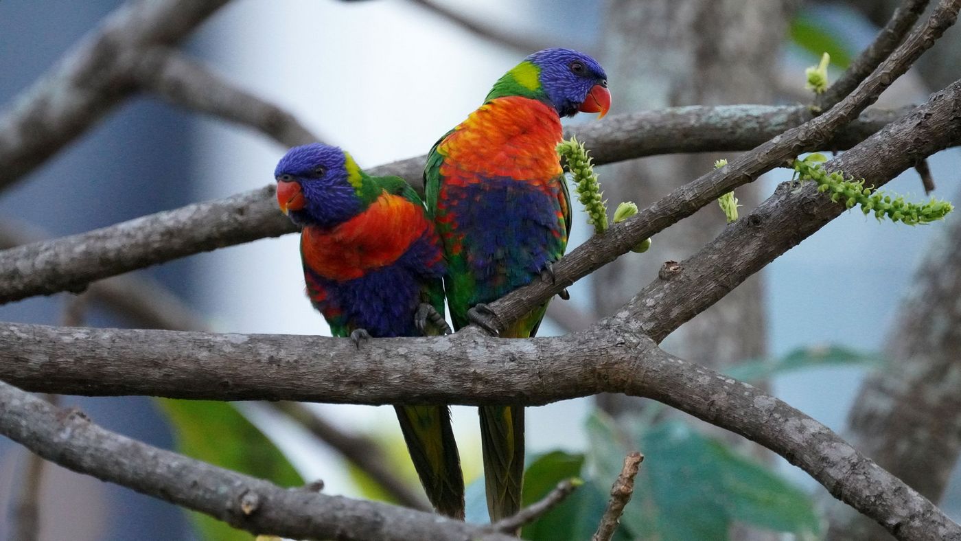 lorysa niebieskobrzucha (Trichoglossus moluccanus) Rainbow Lorikeet, fot. Jacek Betleja, wyprawa przyrodnicza do Australii