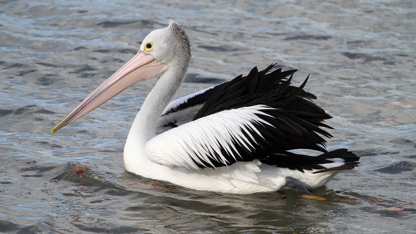 pelikan australijski (Pelecanus conspicillatus) Australian Pelican, fot. Jacek Betleja, wyprawa przyrodnicza do Australii