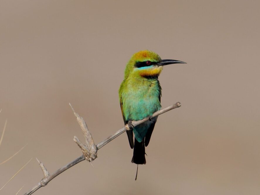 fot. Jacek Betleja, wyprawa przyrodnicza do Australii, żołna tęczowa (Merops ornatus) Rainbow Bee-eater