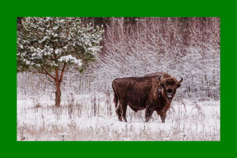 Sylwester z żubrami, Wyprawa do Białowieży