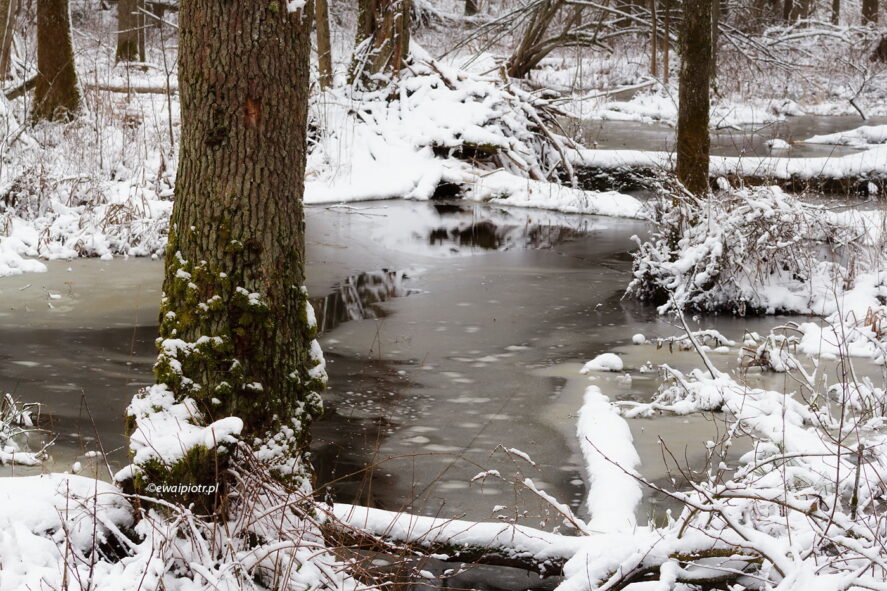 Bagna w puszczy Białowieskiej