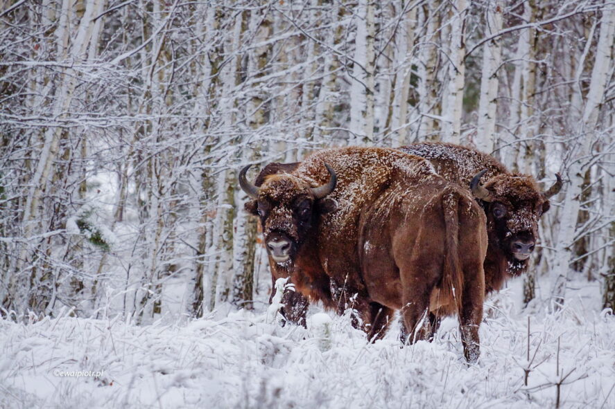 Żubry dwa, Białowieża, wyjazd na Sylwestra