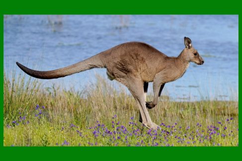 Australia i Nowa Kaledonia - wyprawa przyrodnicza