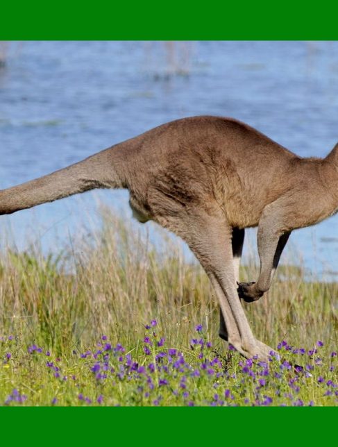 Australia i Nowa Kaledonia - wyprawa przyrodnicza