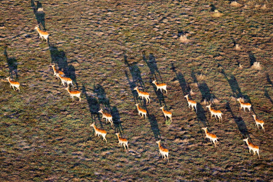 Antylopy z lotu helikopterem, Botswana, wyprawa przyrodnicza