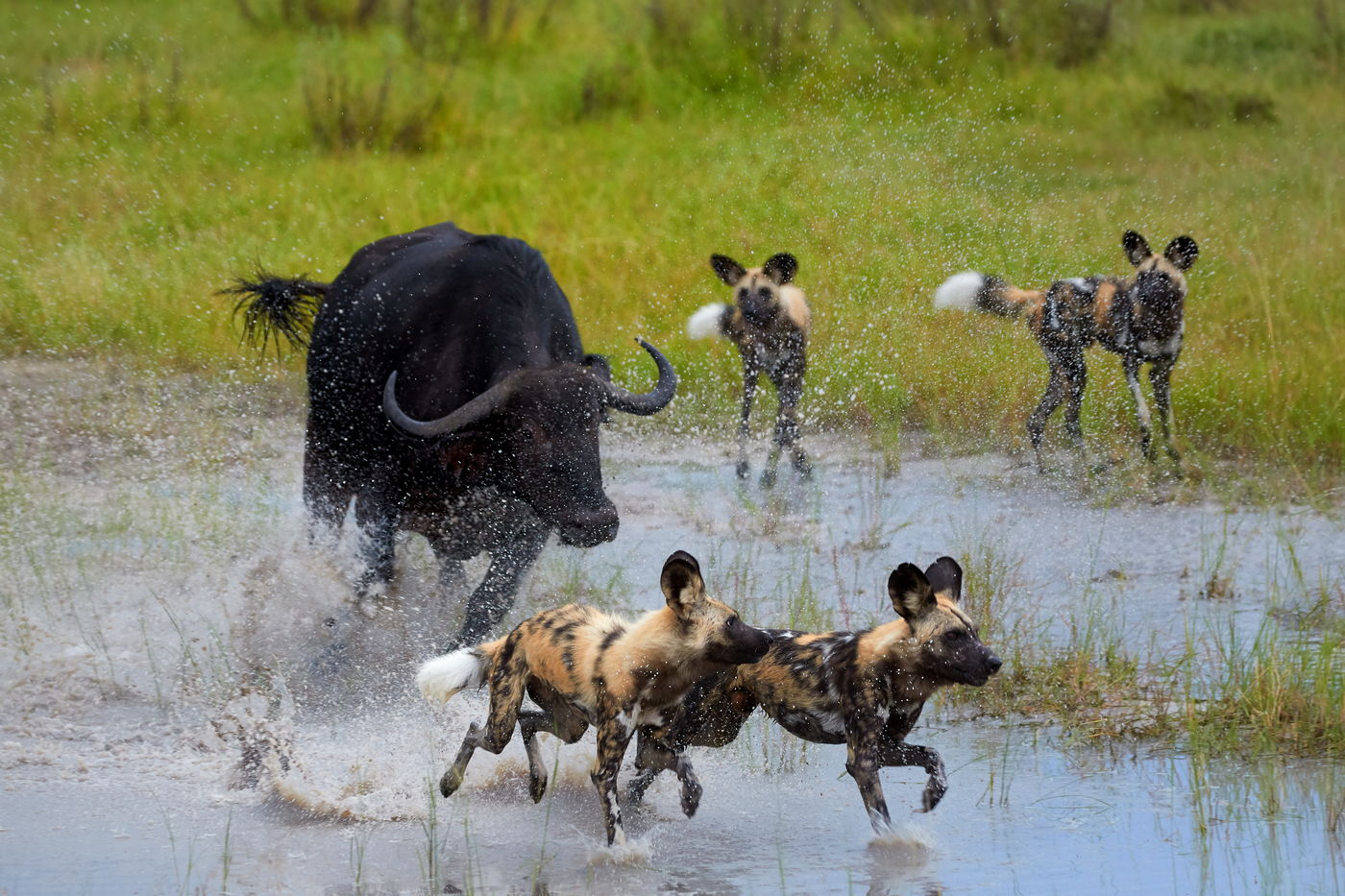 Bawół goni likaony, Botswana, wyprawa przyrodnicza do Afryki