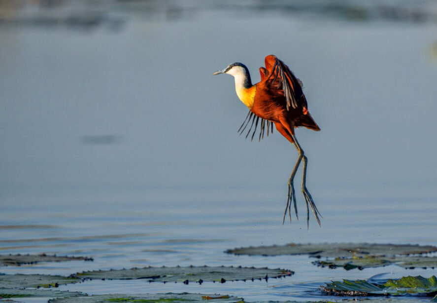 Długoszpon afrykański, Botswana, wyprawa przyrodnicza