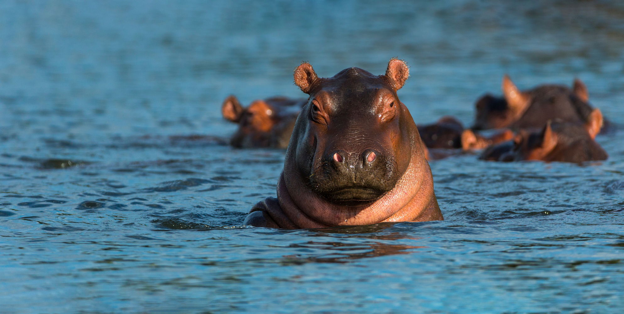 Hipopotamy w rzece Zambezi, Botswana, wyprawa przyrodnicza do Afryki