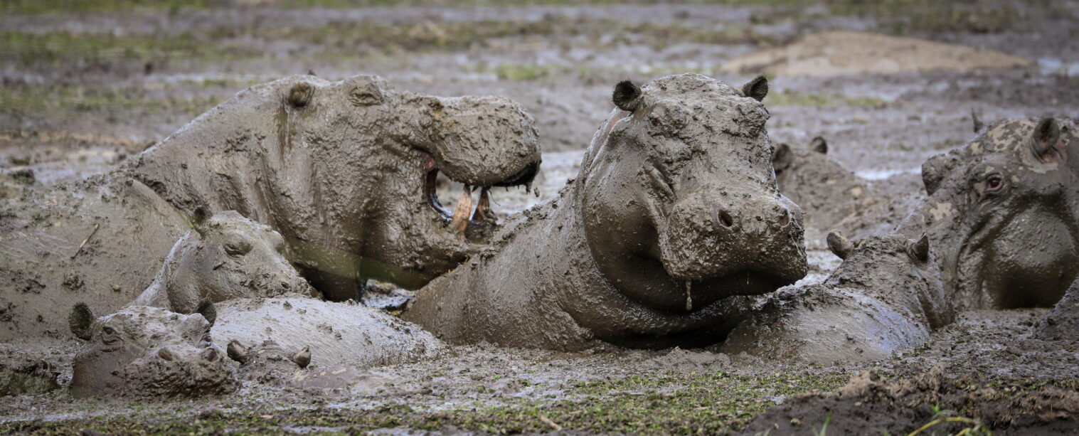 Hipopotamy w błocie, Botswana, fotowyprawa