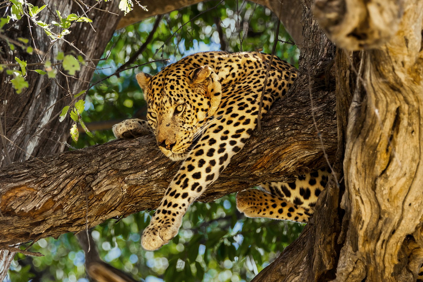 Lampart na drzewie, Botswana, fotowyprawa