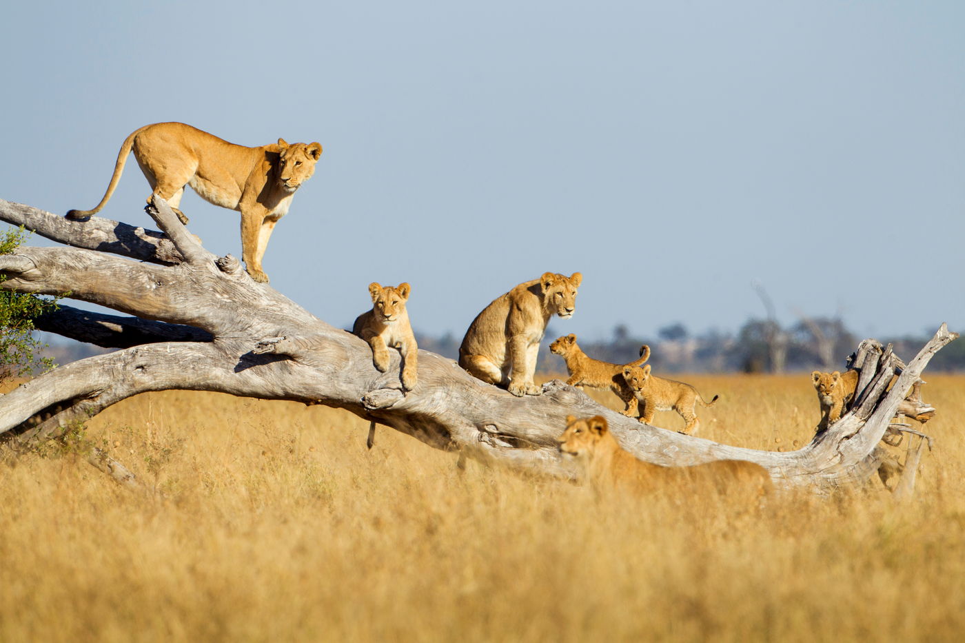 Lwica i lwiątka, Botswana, fotowyprawa do Afryki