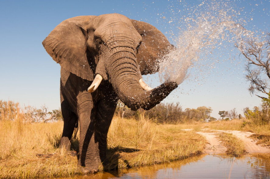 Słoń, Botswana