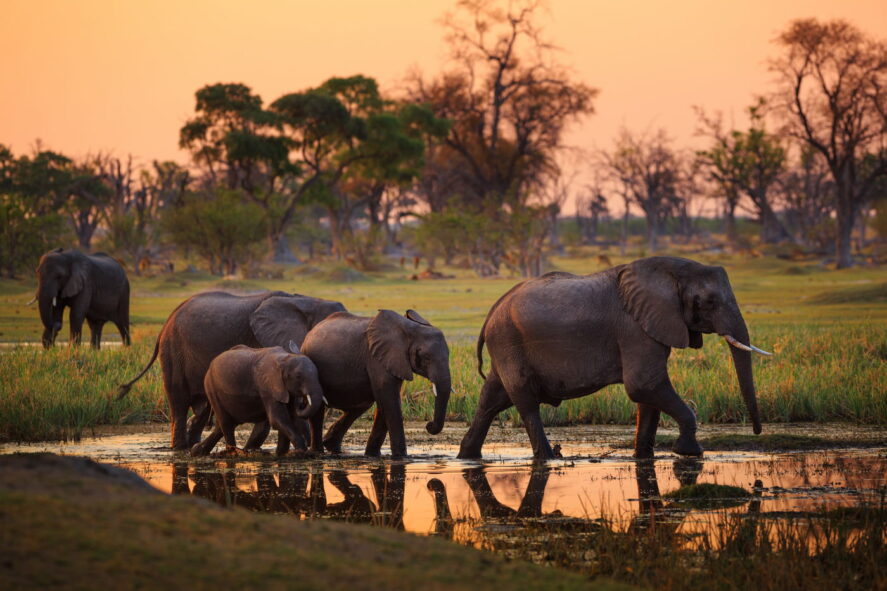 Slonie o zachodzie, Botswana, wyprawa fotograficzna