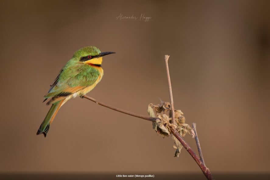 Little Bee-eater, Gambia