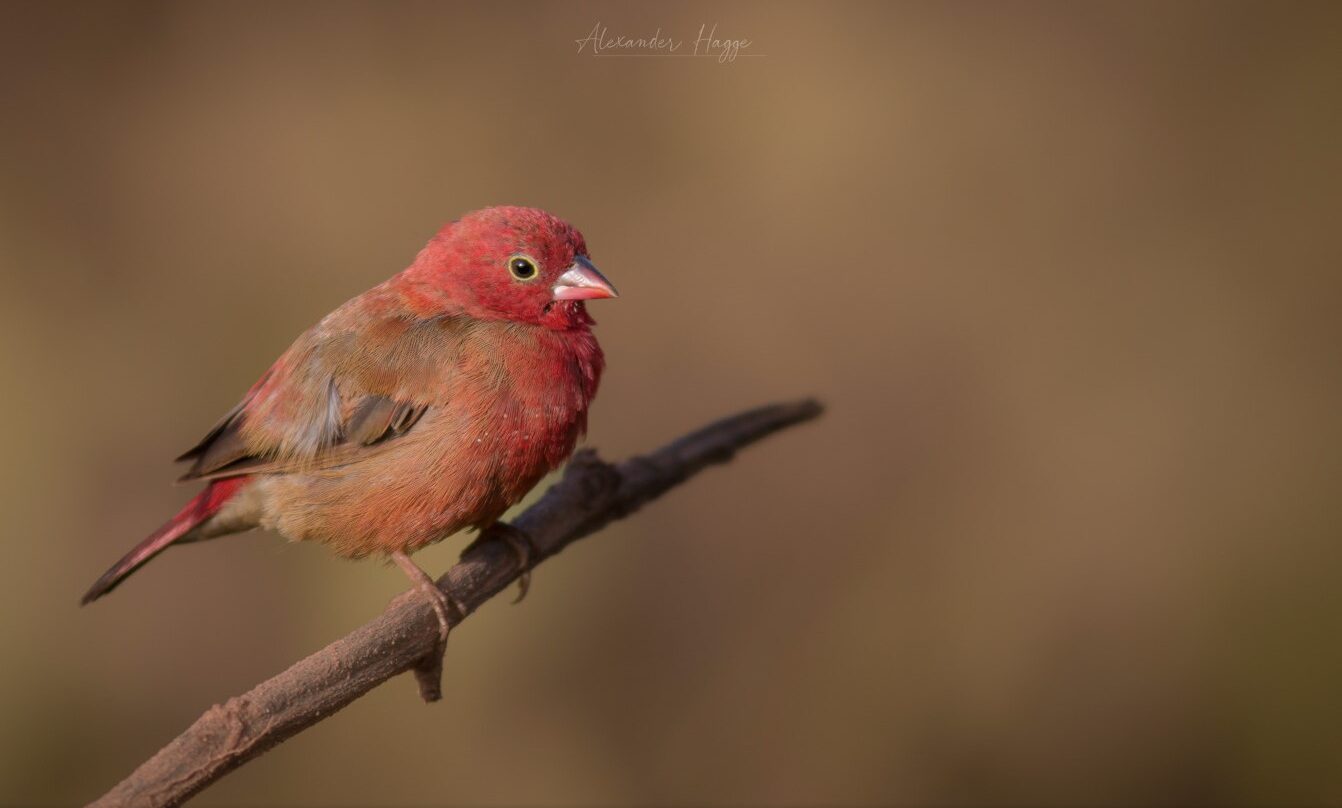 Red-billed Firefinch, Gambia, fot. Alexander Hagge