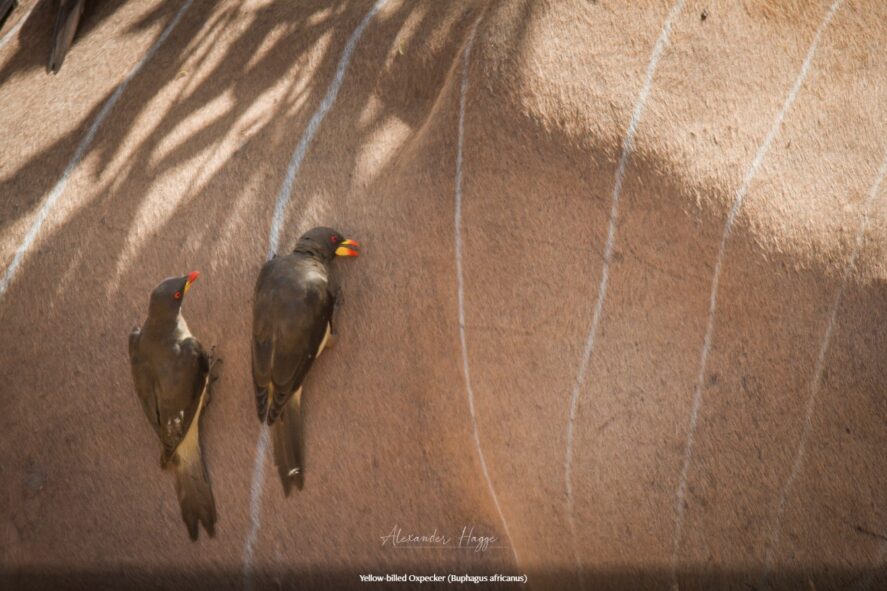 Yellow-billed Oxpecker, Gambia