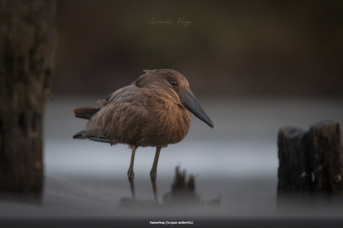 Hamerkop, Gambia