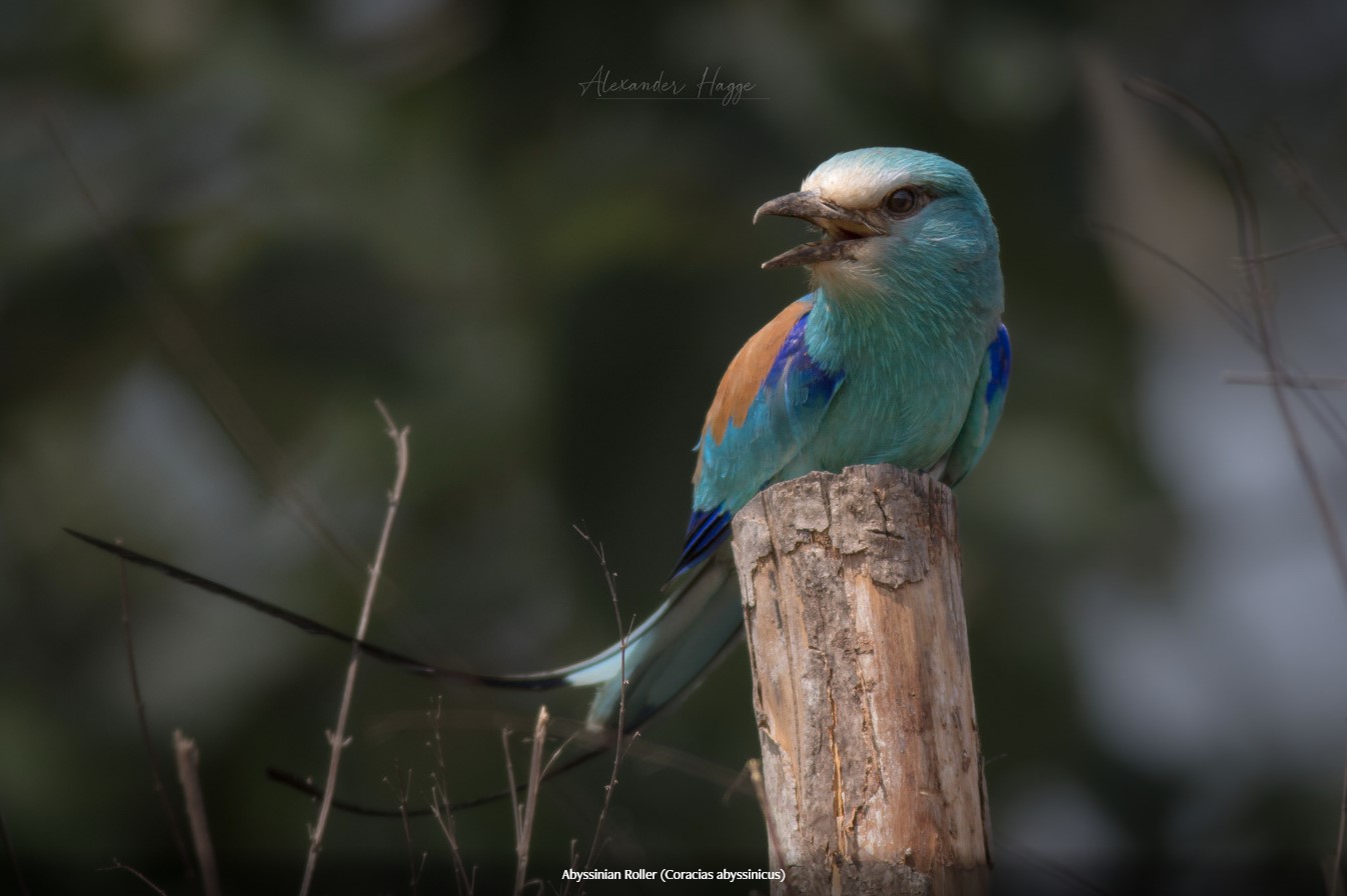 Abyssinian Roller, Gambia