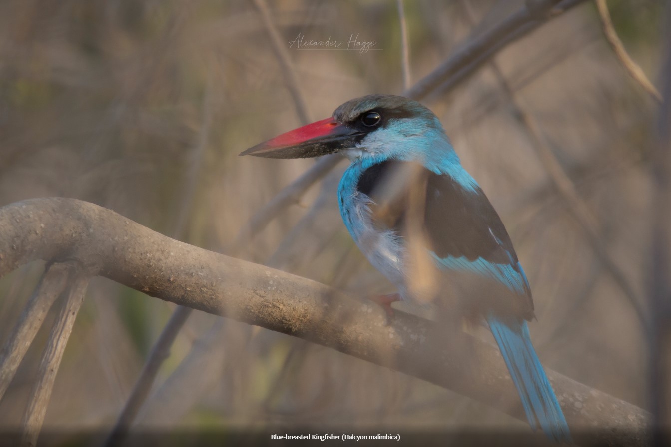 Blue-breasted Kingfisher, Gambia