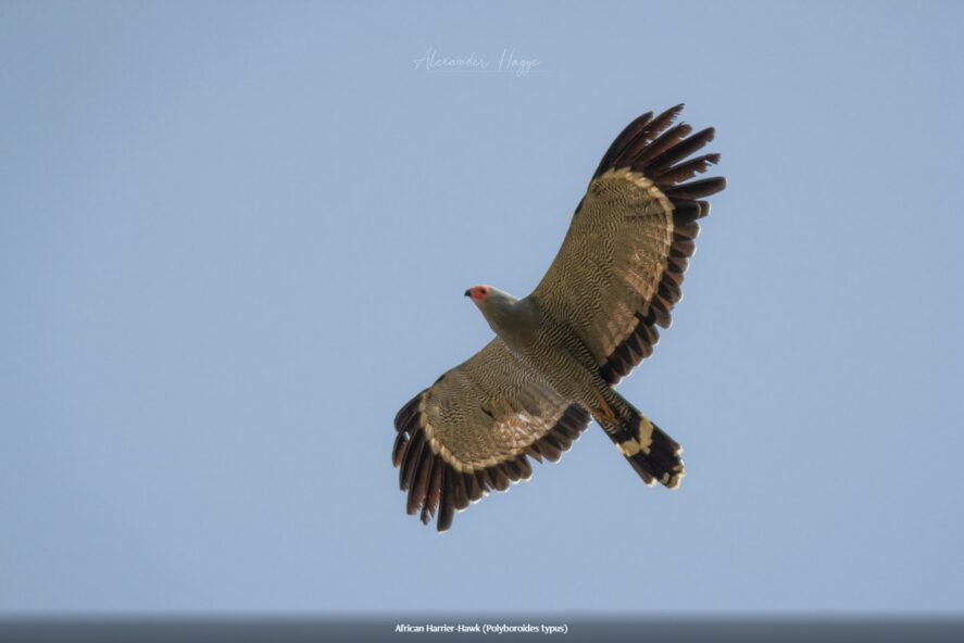 African Harrier-Hawk, Gambia