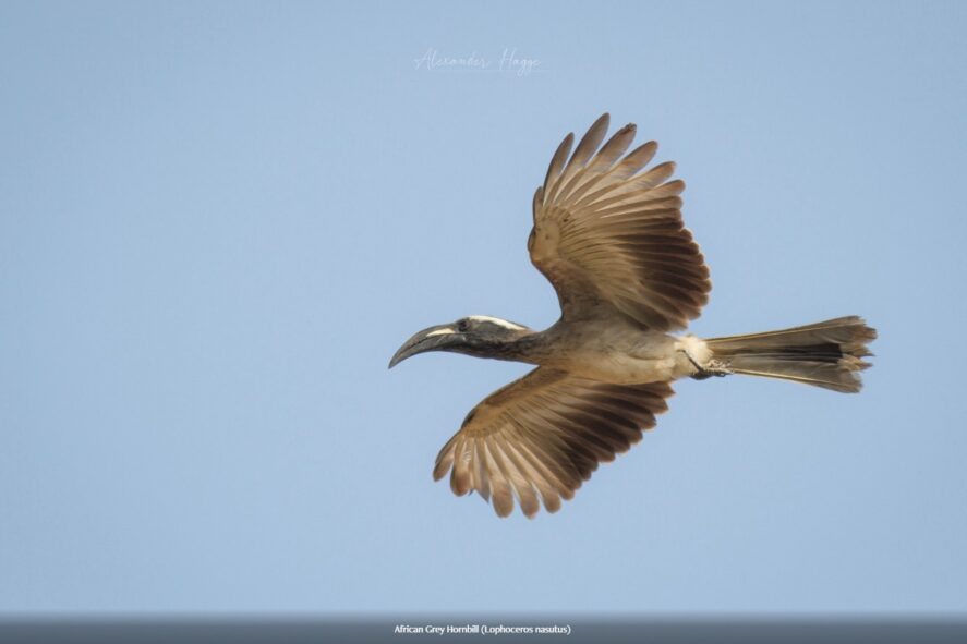 African Grey Hornbill, Gambia