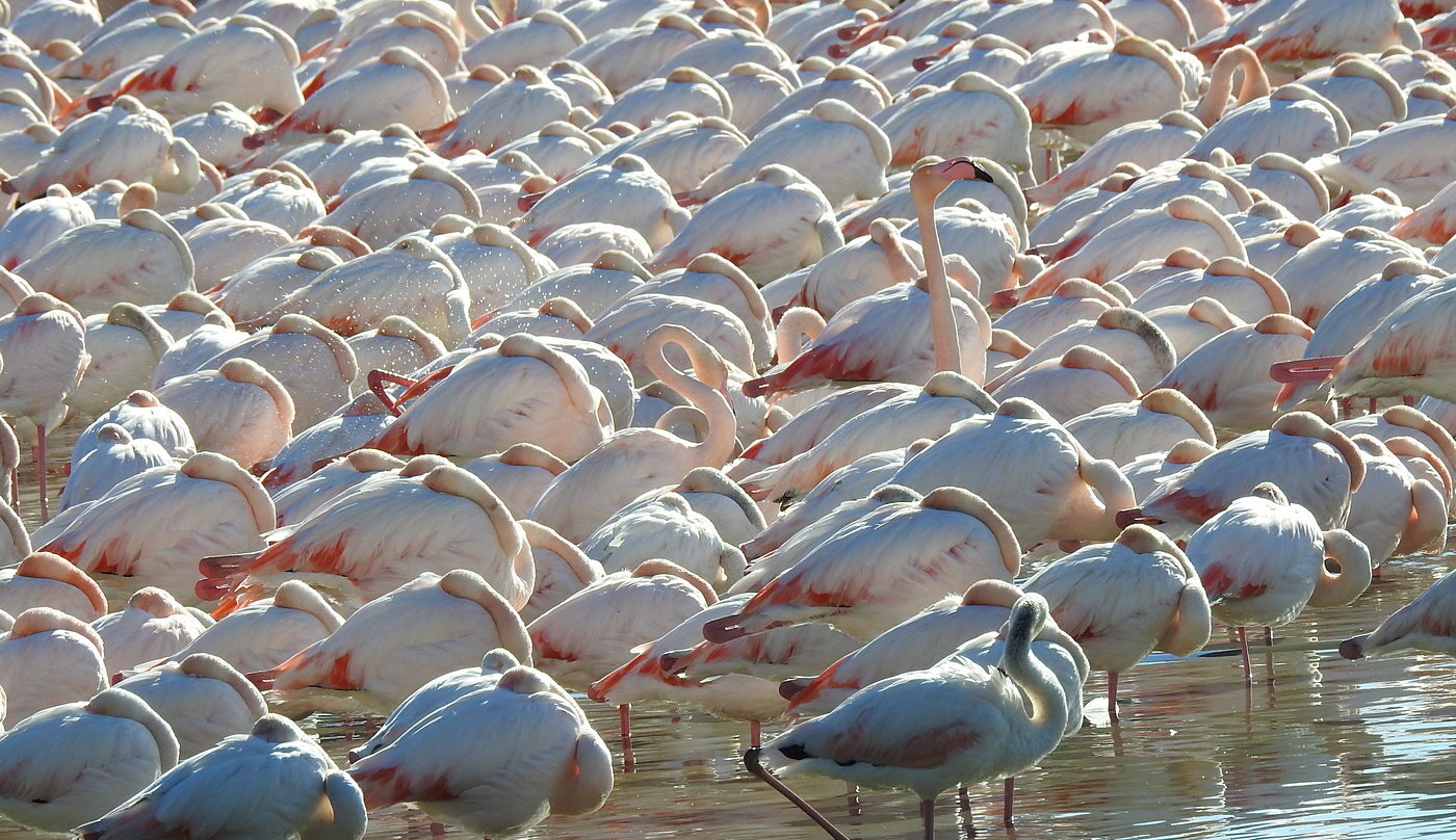Flamingi, Ptaki Costa Blanca wyprawa przyrodnicza