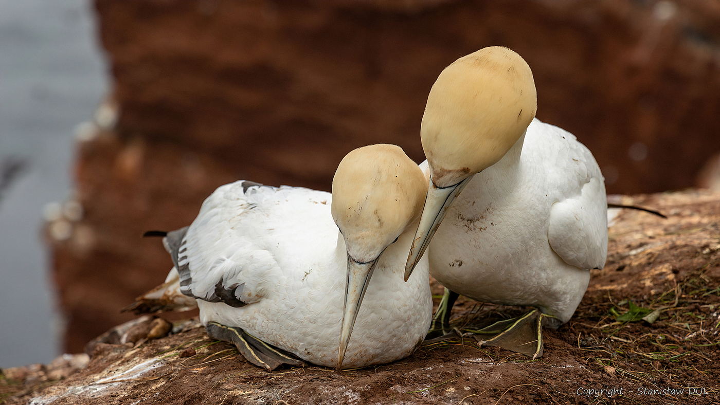 Ptaki Niderlandów dwa, Helgoland, wycieczka ornitologiczna