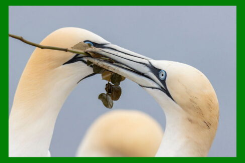 Głuptaki z Helgolandu - wyprawa przyrodnicza
