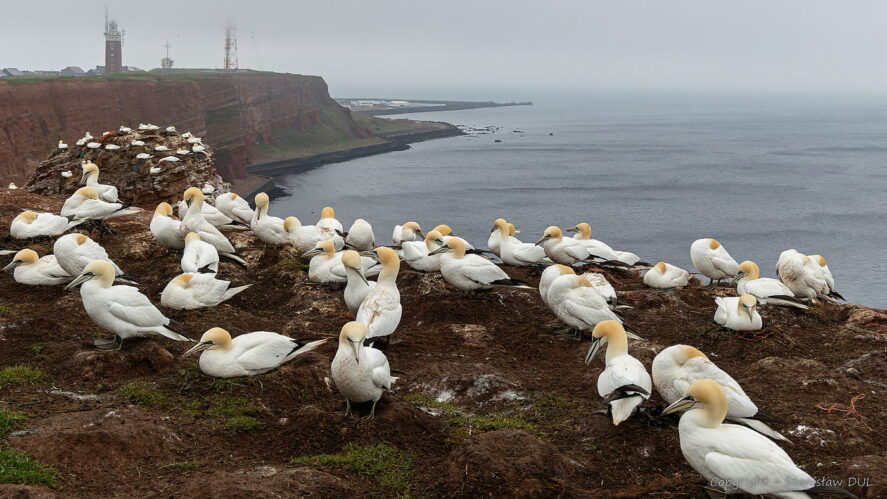 Ptaki Niderlandów wyprawa, Helgoland