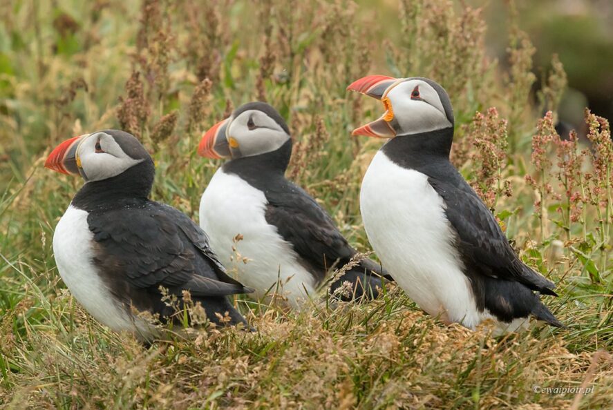 Trzy maskonury, Islandia, wyjazd turystyczny