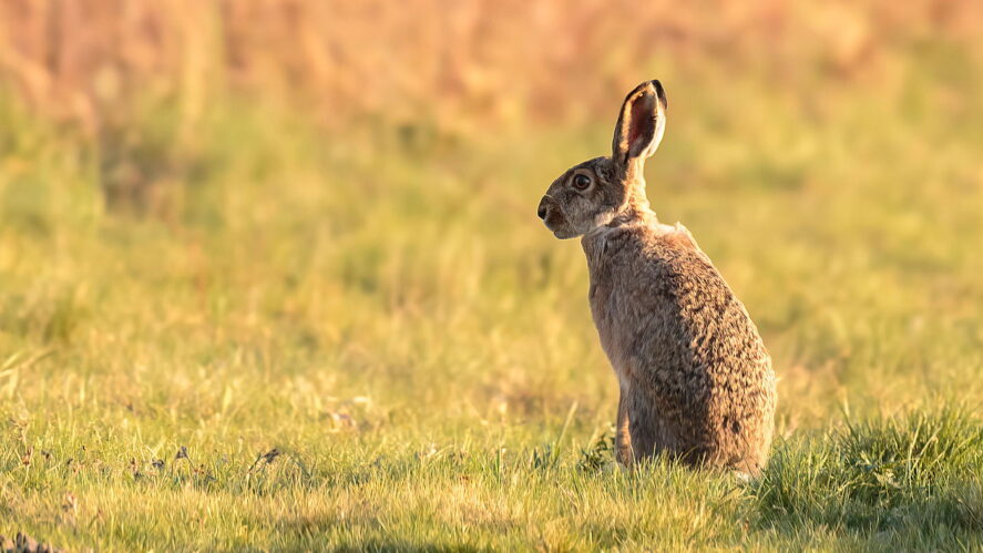 Dolina Baryczy, fot. Staszek Dul