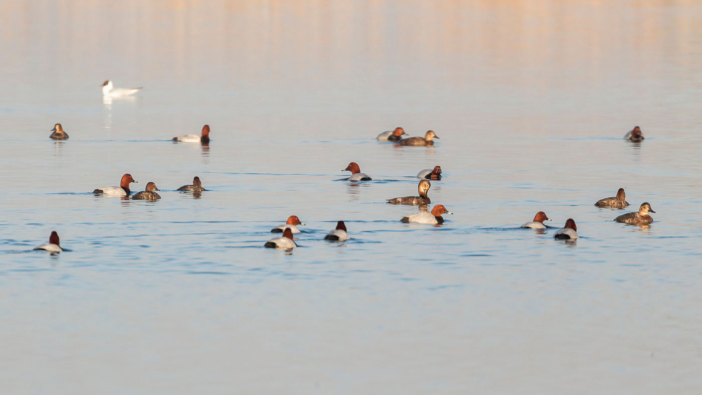 Dolina Baryczy, fot. Staszek Dul