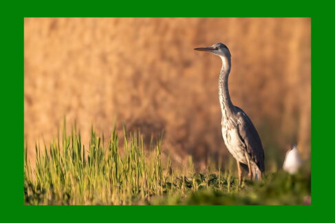 Wielkanoc w Dolinie Baryczy