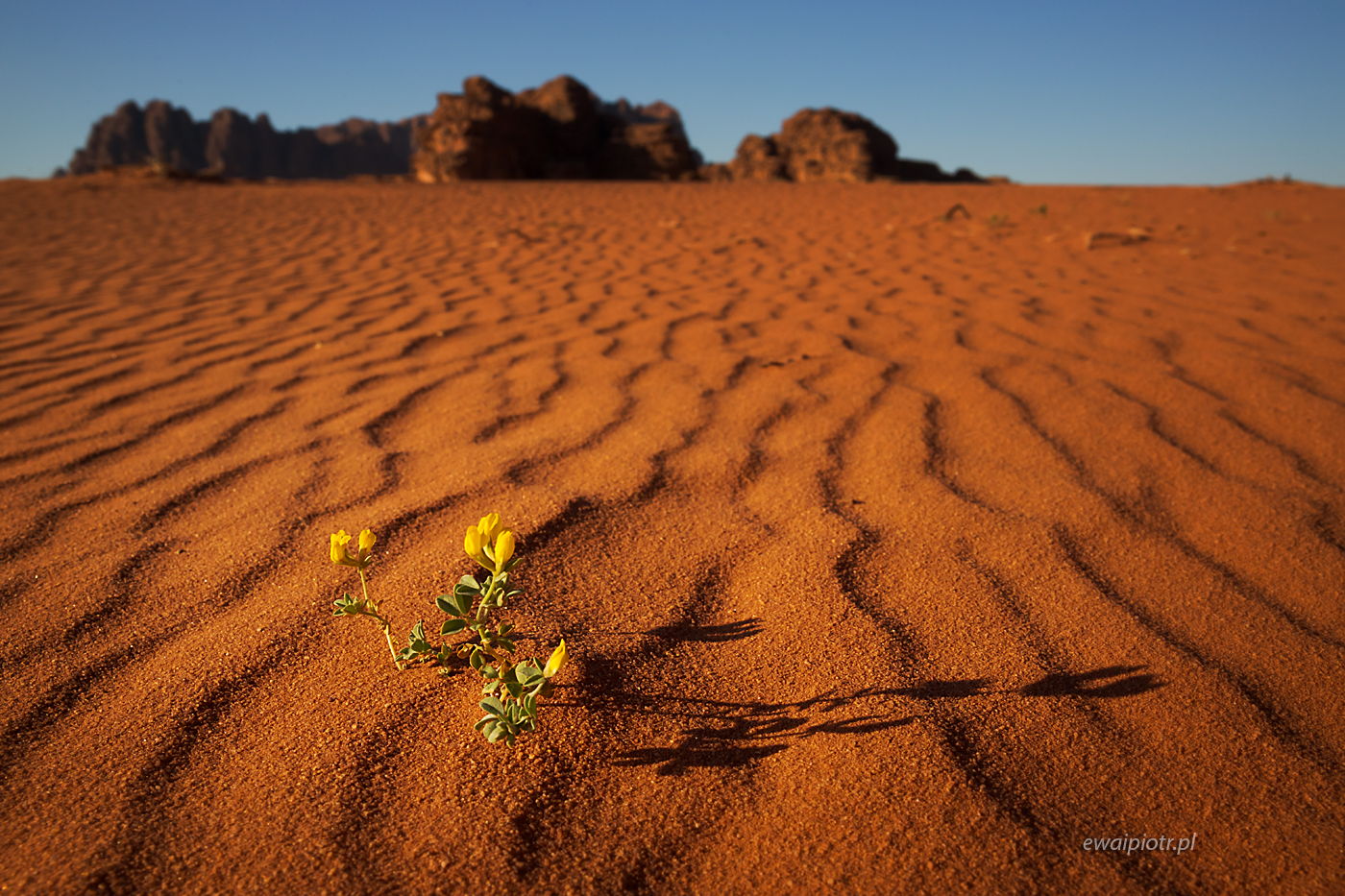 Kwiat pustyni Wadi Rum, Jordania, fotowyprawa