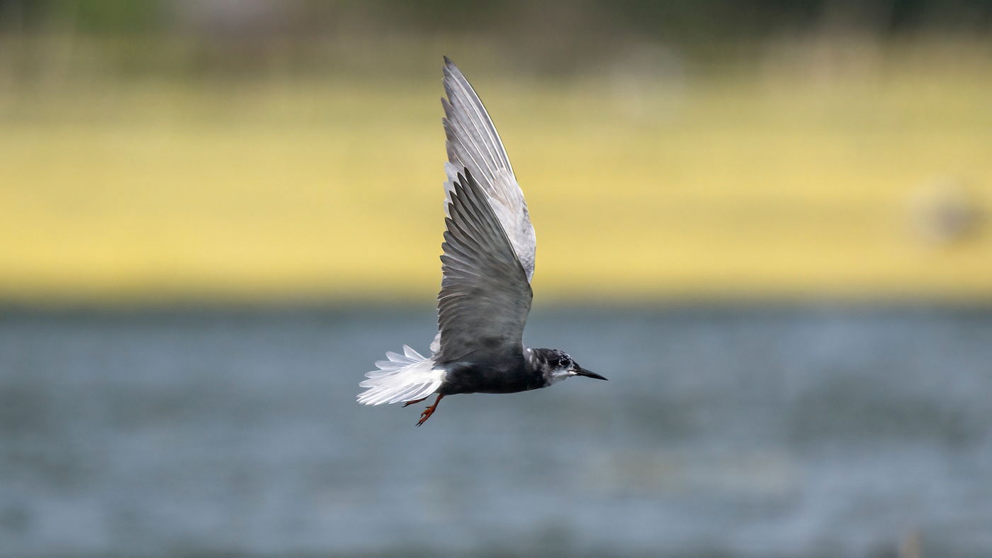 wycieczka przyrodnicza Na tropie ślepowrona