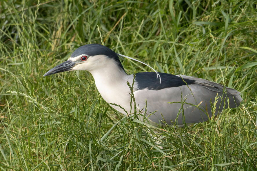 ślepowron, wycieczka przyrodnicza Na tropie ślepowrona