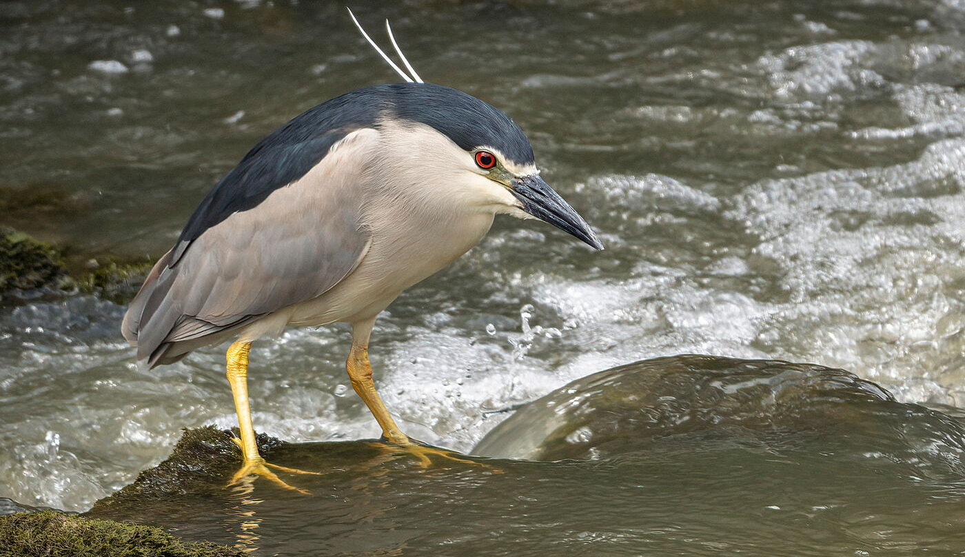 ślepowron, wycieczka przyrodnicza Na tropie ślepowrona