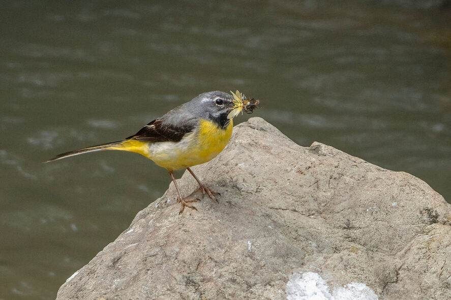 wycieczka przyrodnicza Na tropie ślepowrona