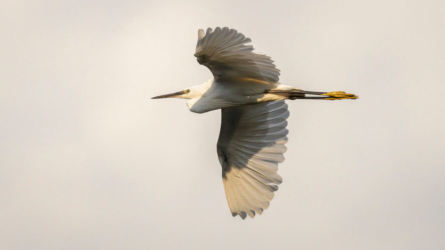 czapla, wycieczka przyrodnicza Na tropie ślepowrona