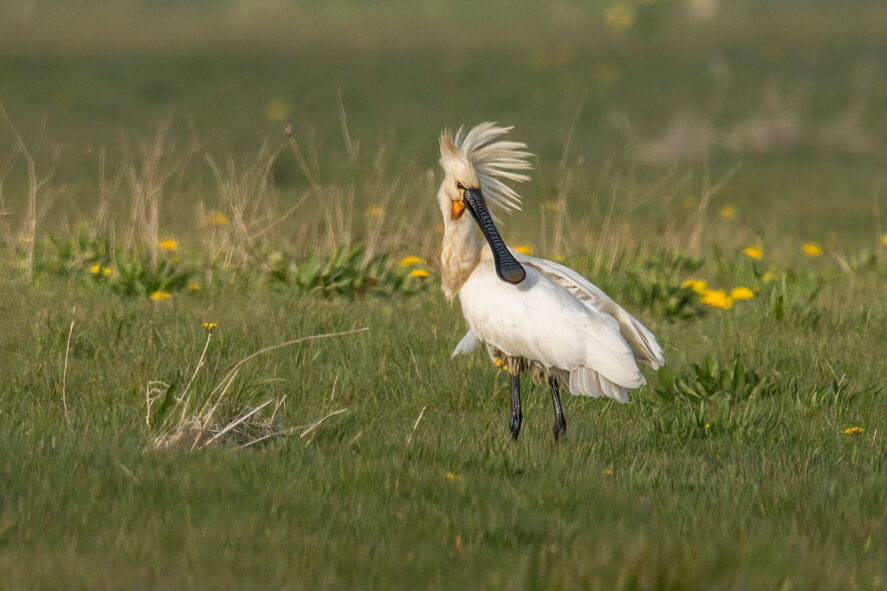 ptaki, Holandia, Texel
