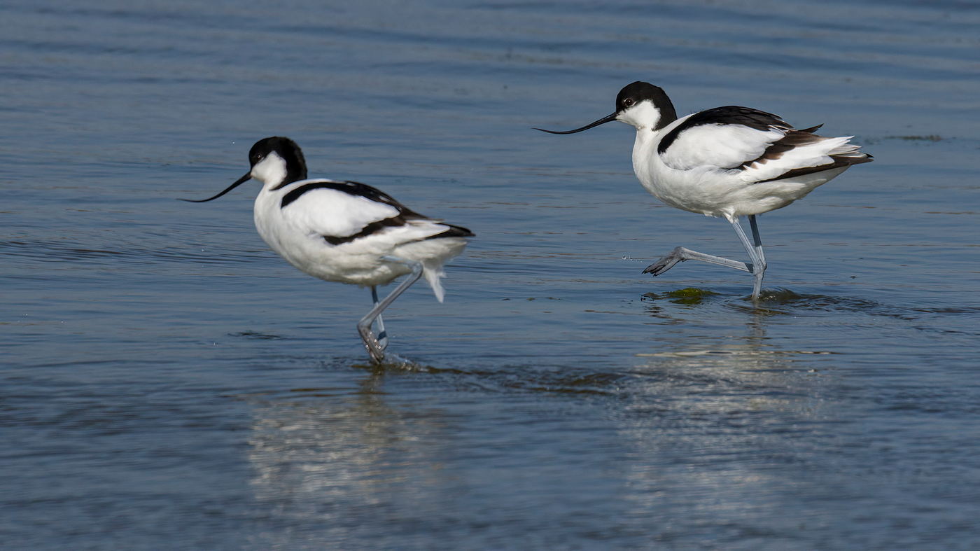 ptaki, Holandia, Texel