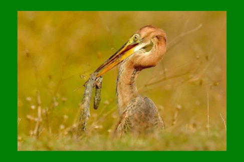 Ptaki Delty Dunaju wyprawa przyrodnicza