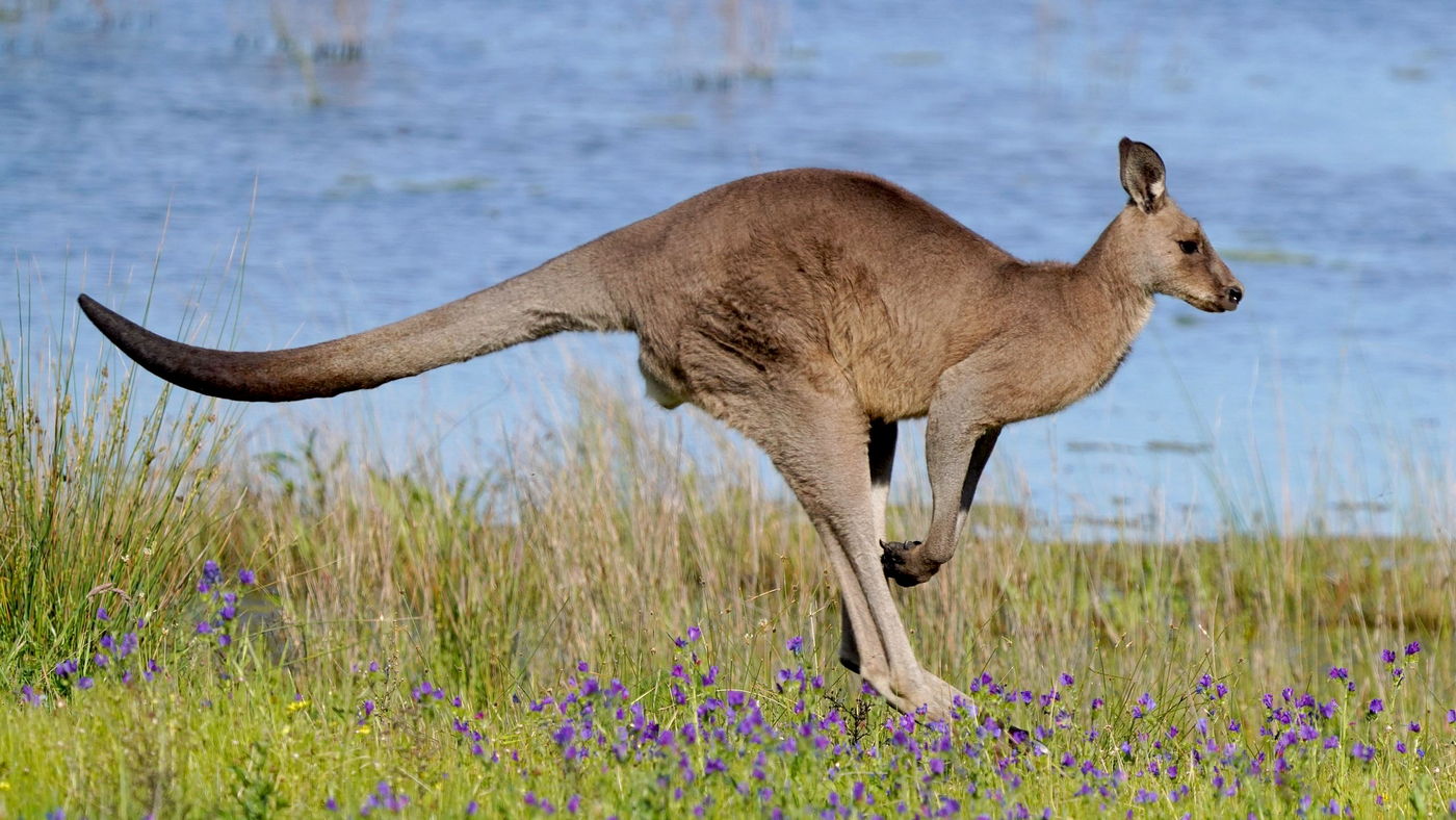 Australia i Nowa Kaledonia - wyprawa przyrodnicza, biegnący kangur